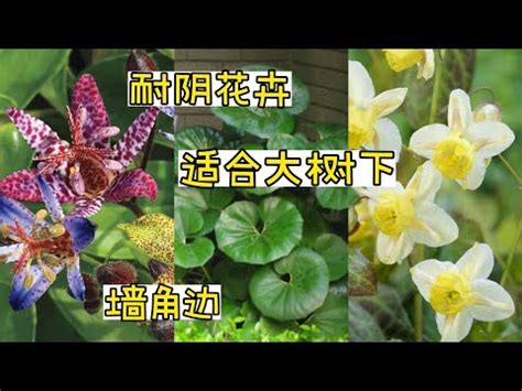 適合陰暗的植物|6大耐陰小型植物：室內養殖必備，打造綠意空間 